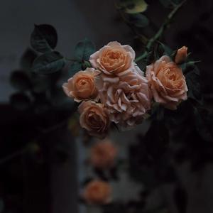 獸交Ⅴideos另类2023年
